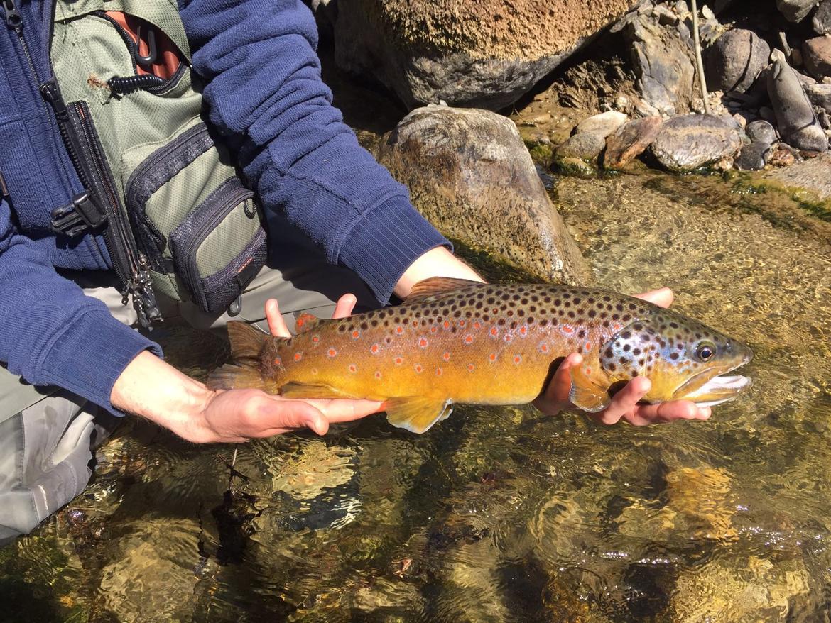 Approvati i criteri per le immissioni di trota fario