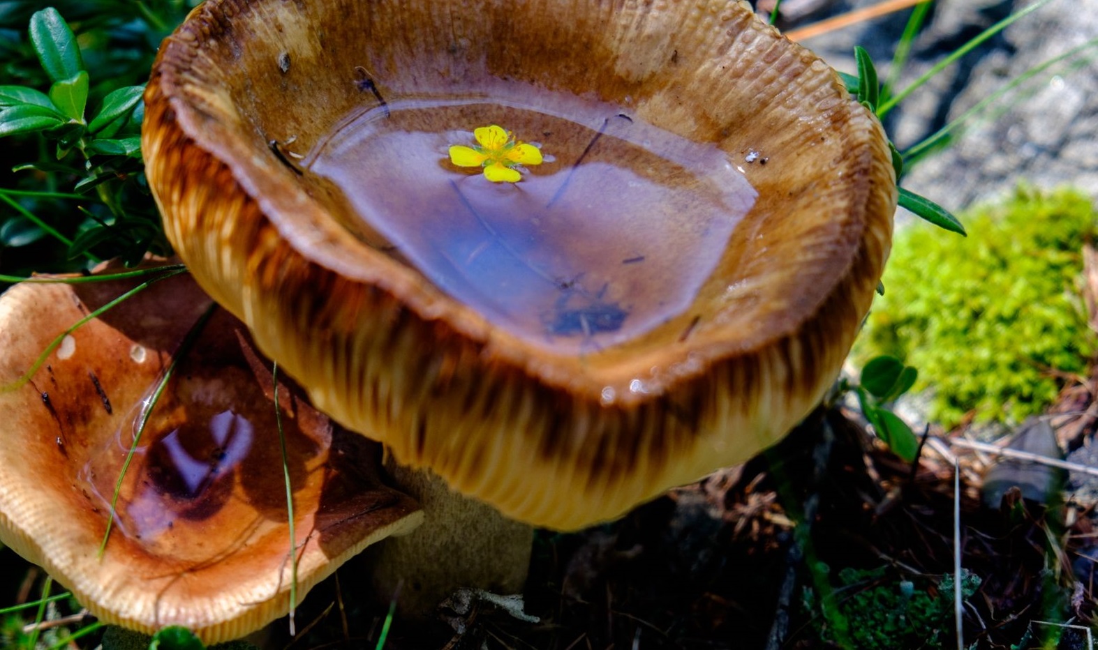 Doppia mostra micologica in Val di Sole