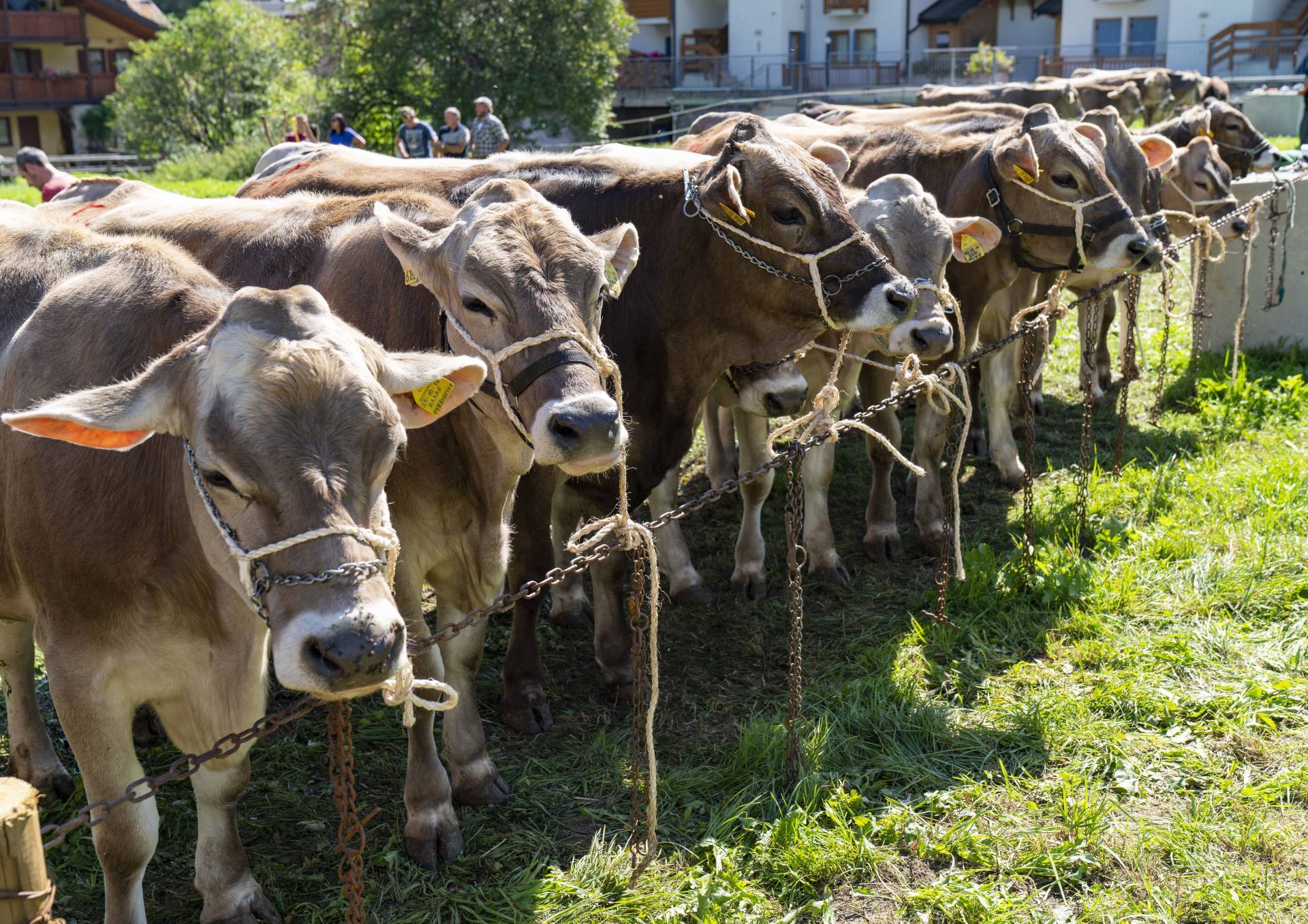 Festa di Primavera per la Federazione Provinciale Allevatori