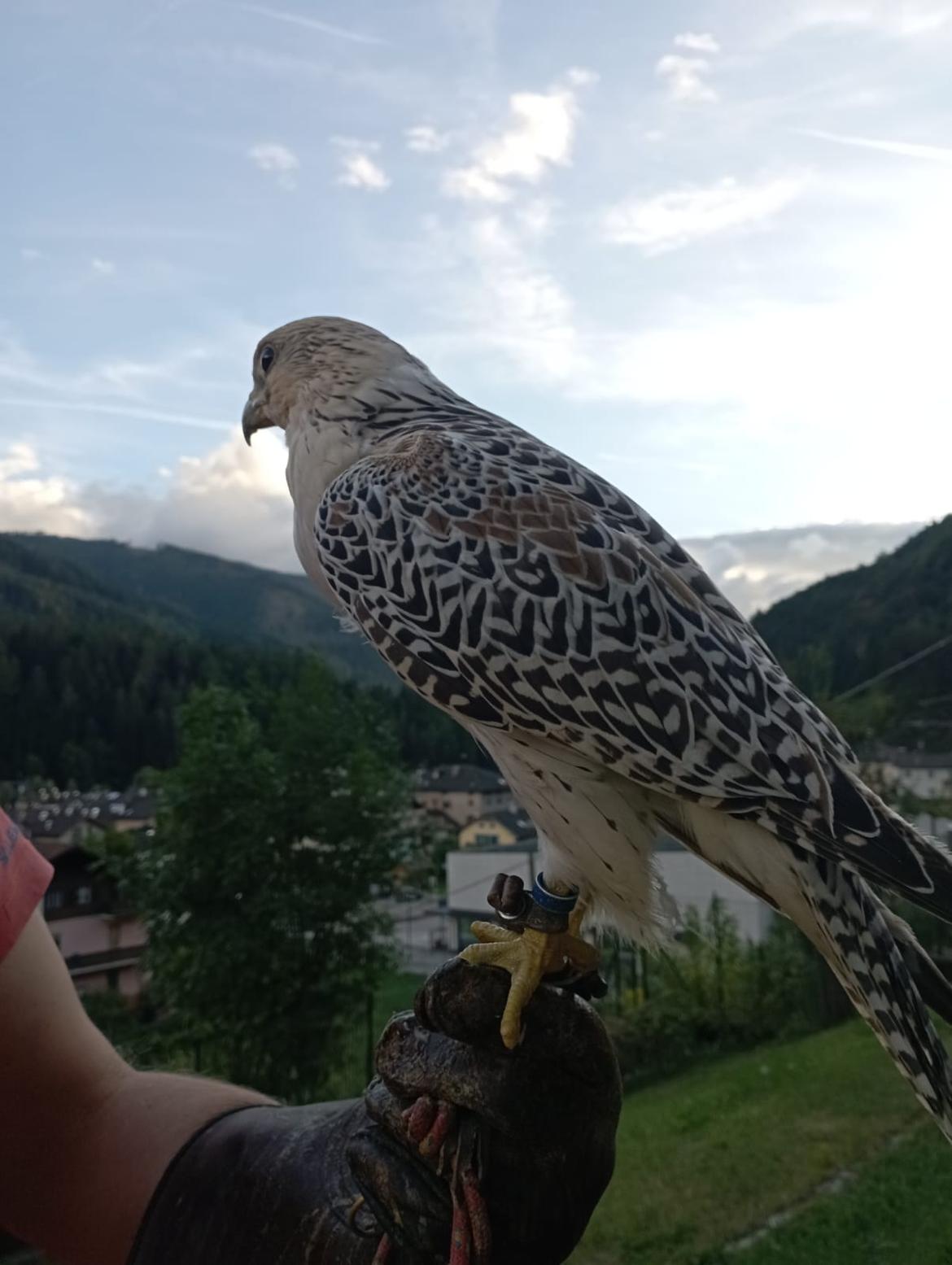 Un nuovo regolamento per la falconeria