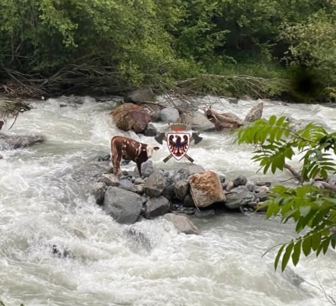Vermiglio, mucca salvata dalle acque 