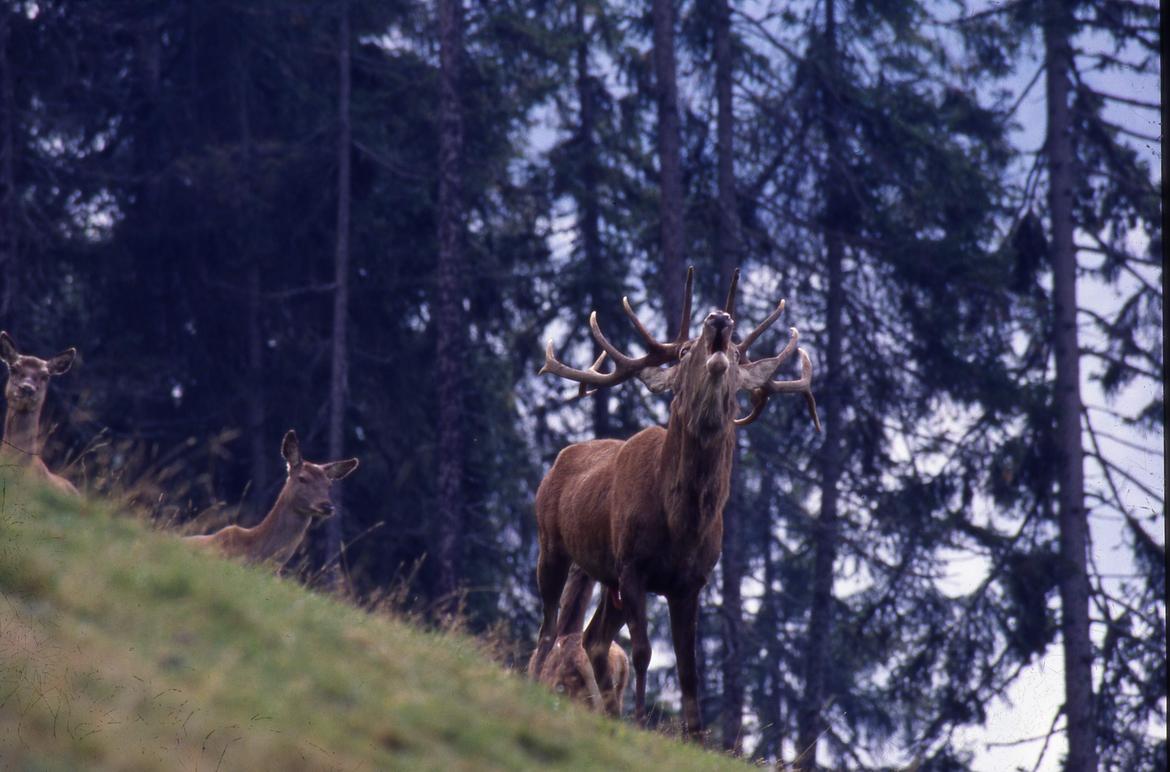 Caccia, al via il 7 settembre la stagione venatoria 2025-2026