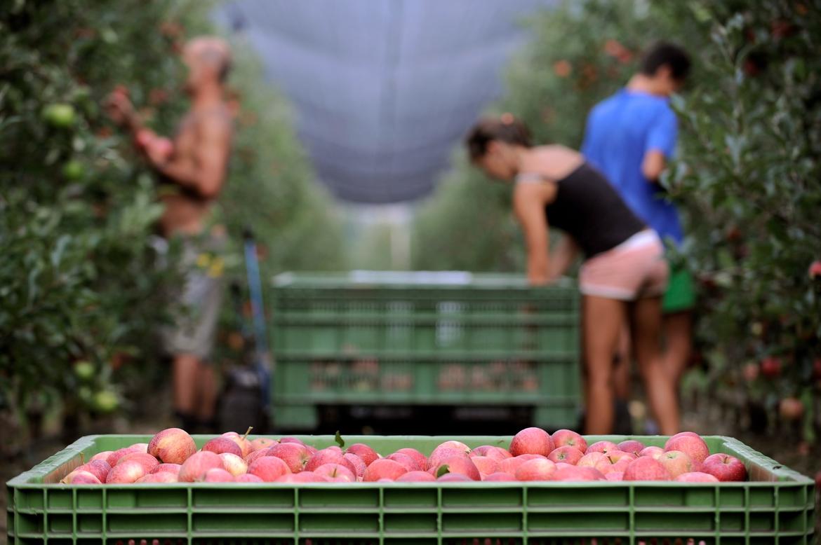 Agricoltura, gli arrivi dei lavoratori stagionali: 806 domande approvate