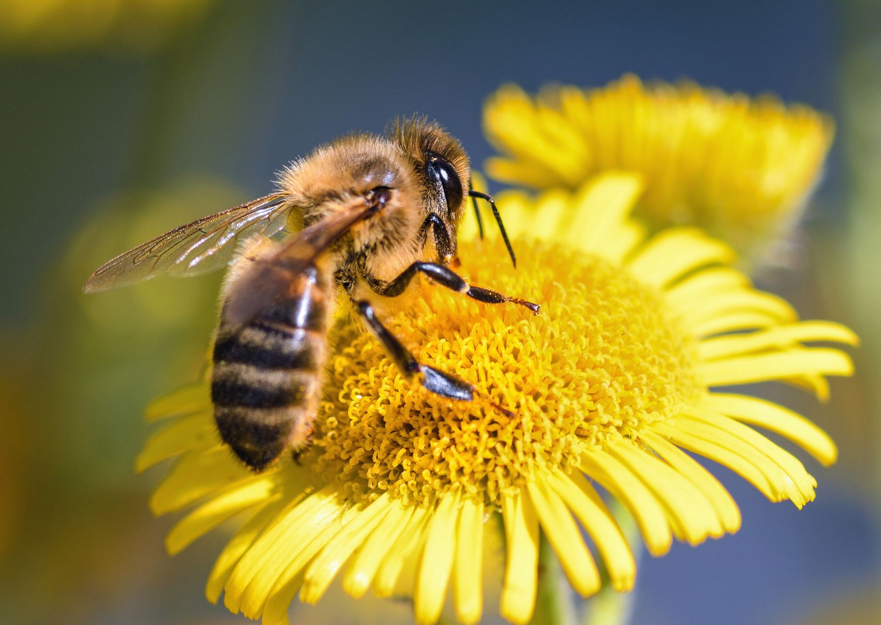 Il mondo festeggia le api