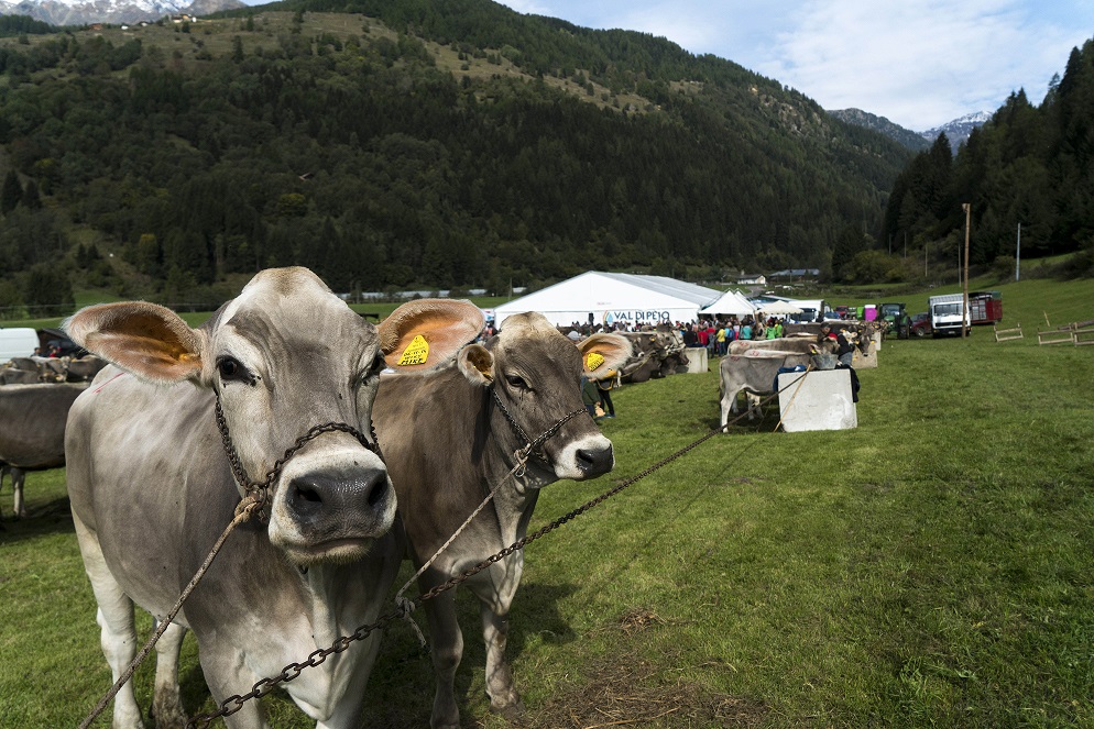 Coldiretti, bene piano strategico per la carne