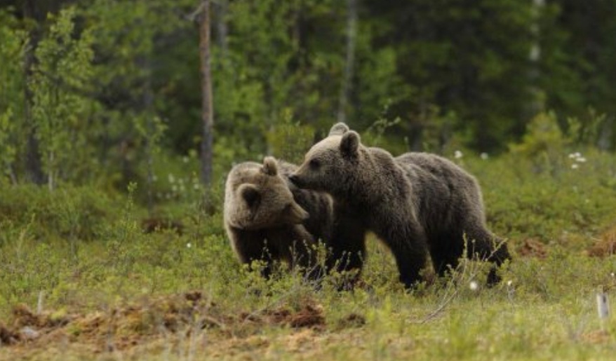 Toblino, orso investito e ucciso