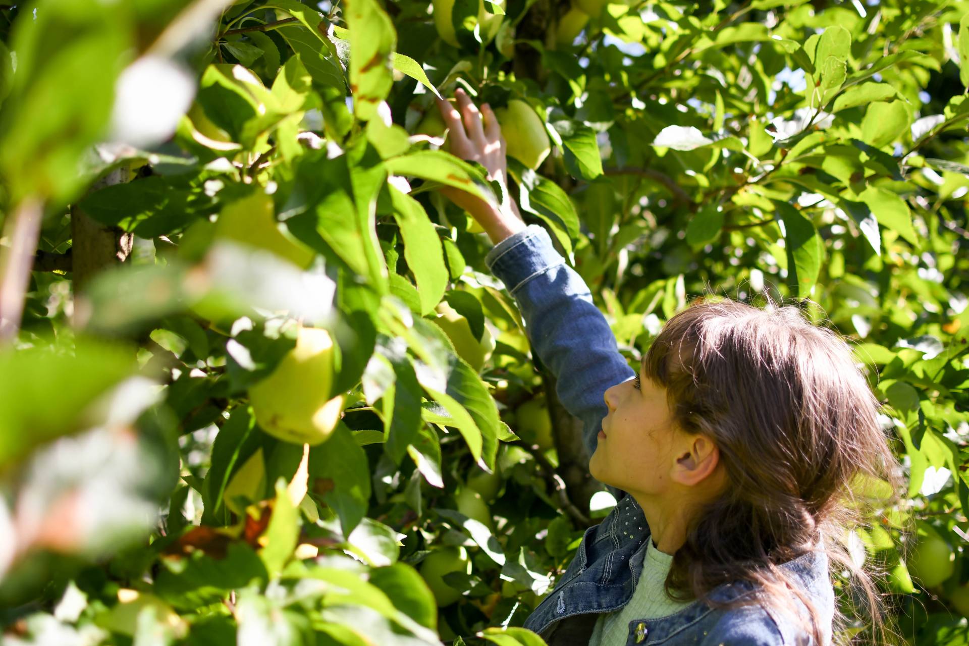 Autunno in Val di Non e in Val di Sole