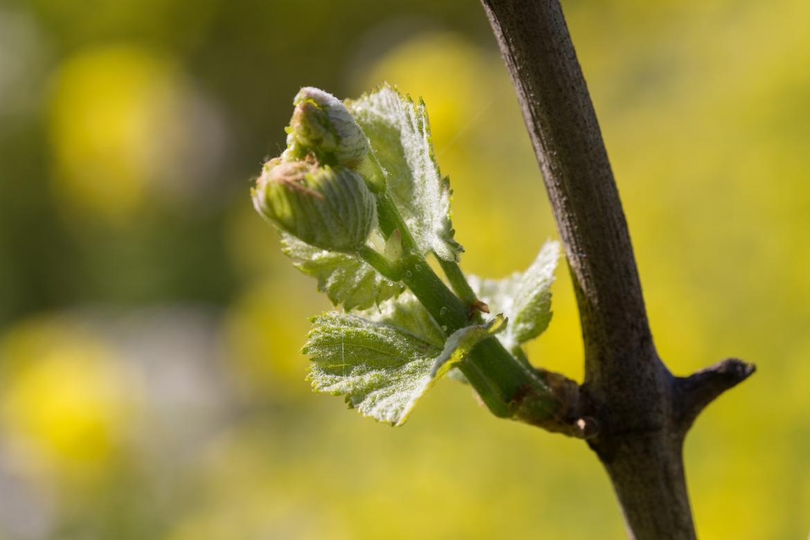 Da sabato e per la prossima settimana il rischio gelate è escluso
