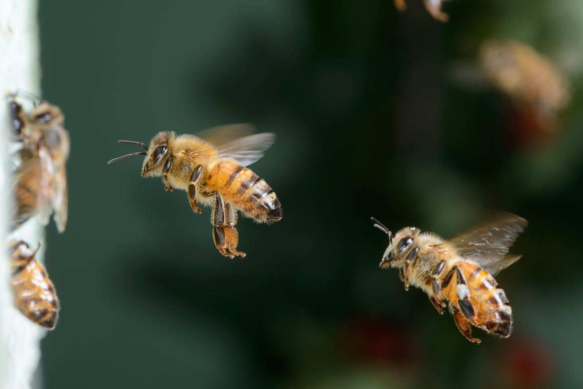 Apicoltura, mezzo milione di euro per sostenere il settore