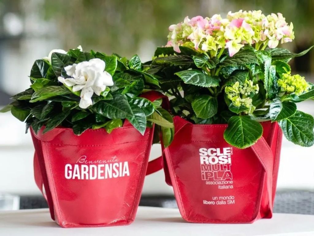 Bentornata Gardensia!