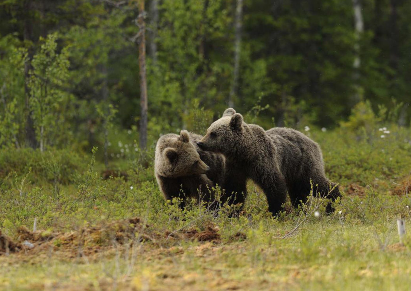 Orso, 61 ricorsi dal 2020