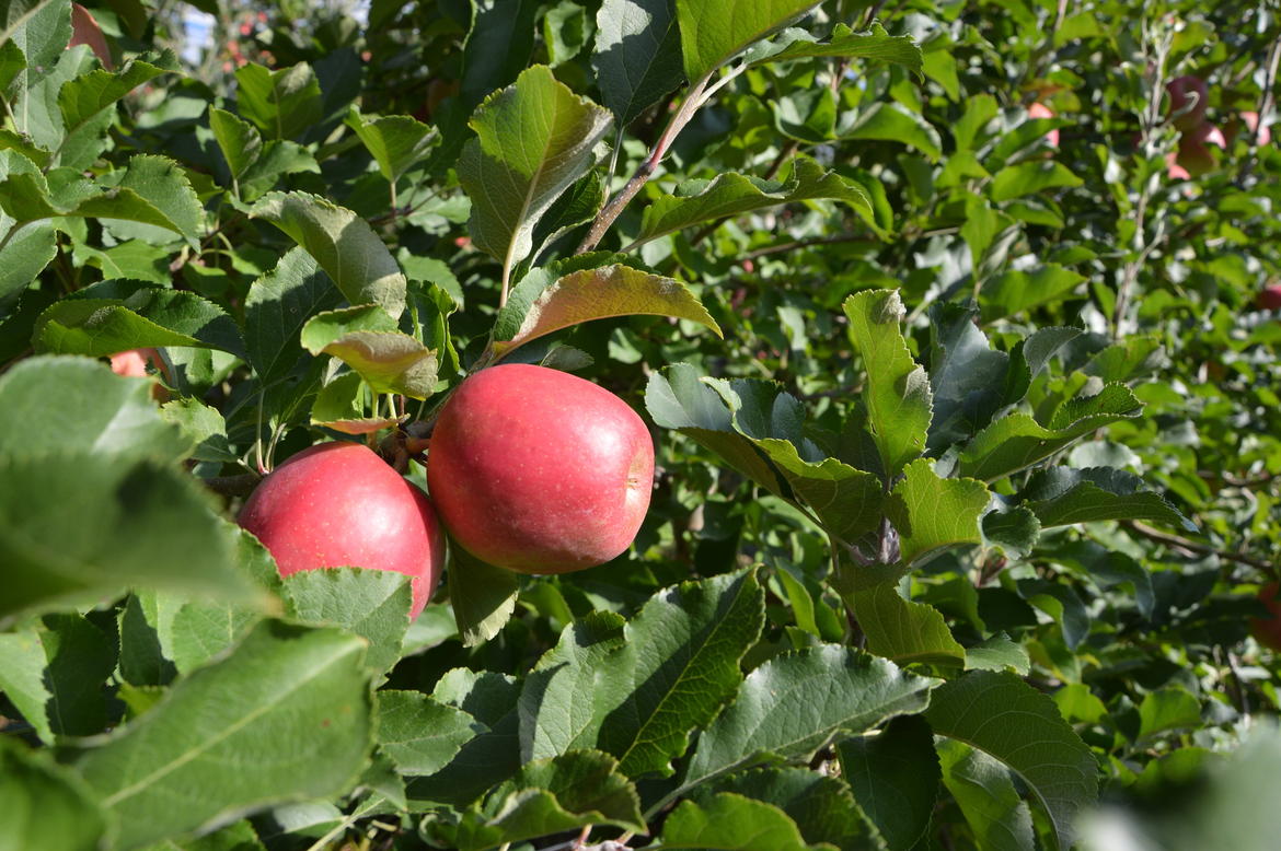 Raccolta mele al via