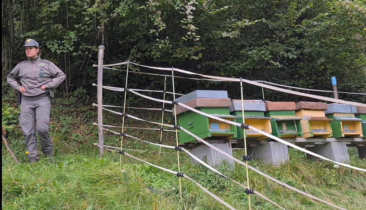 Grandi carnivori, recinzioni elettrificate gratuite