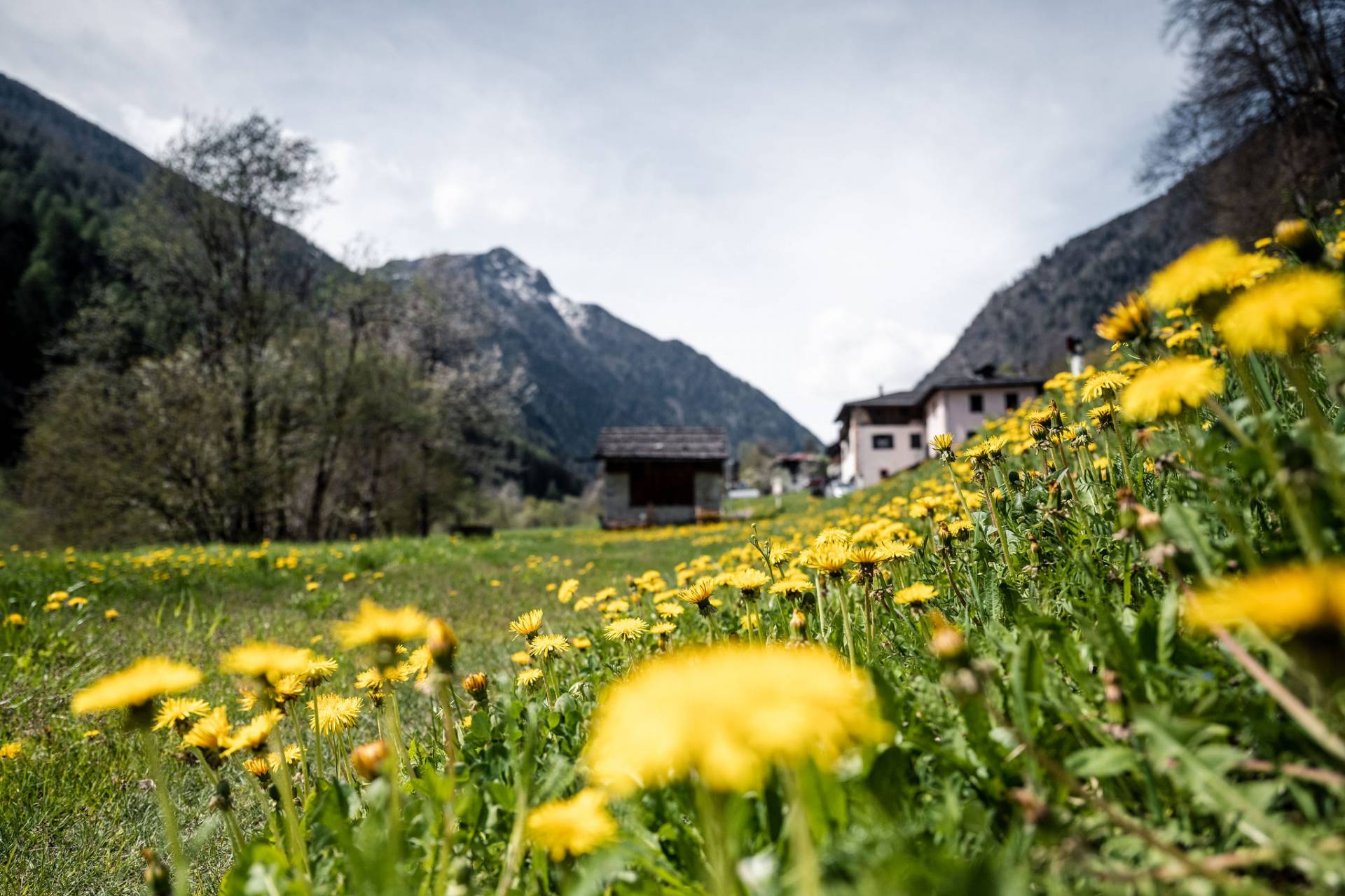 La Val di Rabbi celebra la zicoria