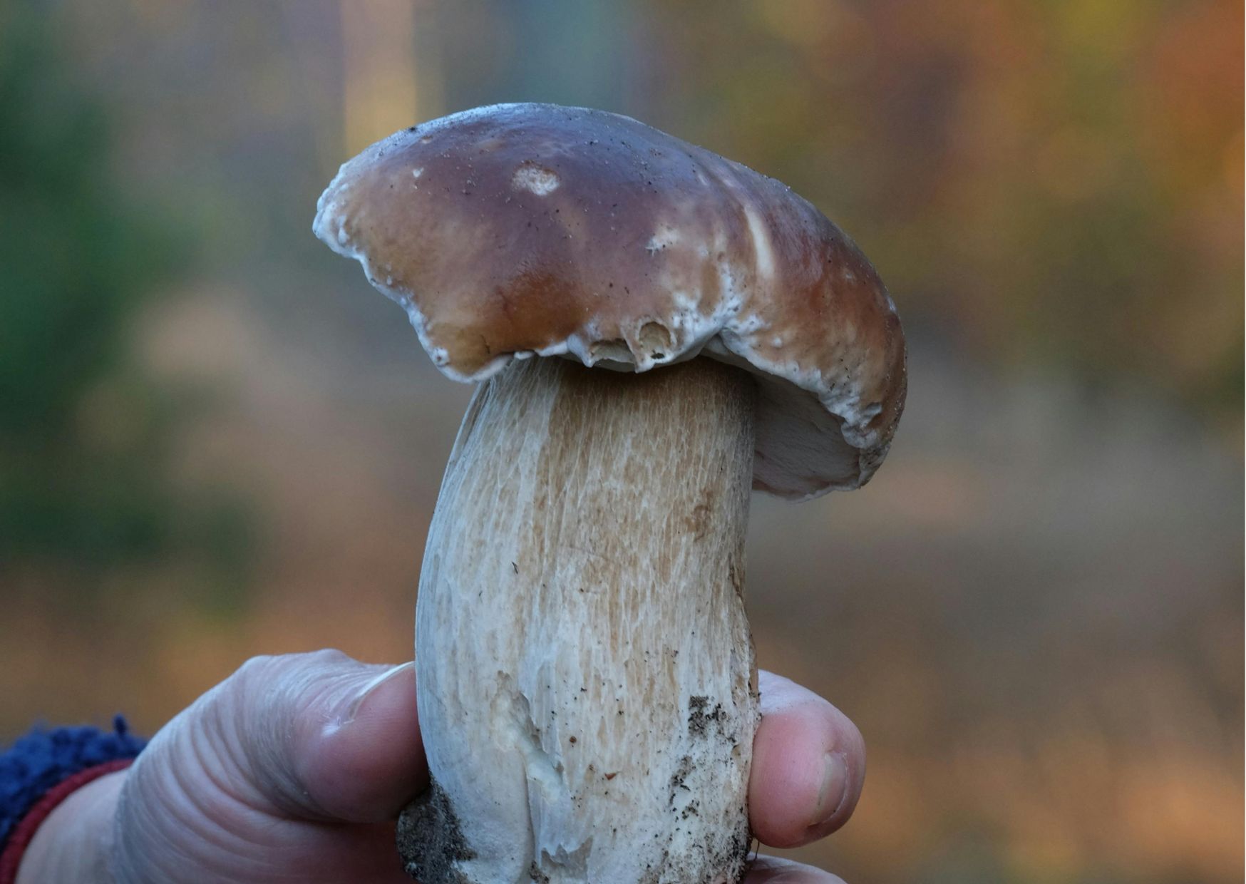 Raccolta funghi, da oggi 3 chili al giorno a persona
