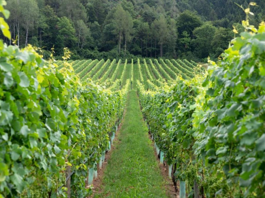 Viticoltura, un passo avanti verso la difesa sostenibile dalle malattie fungine