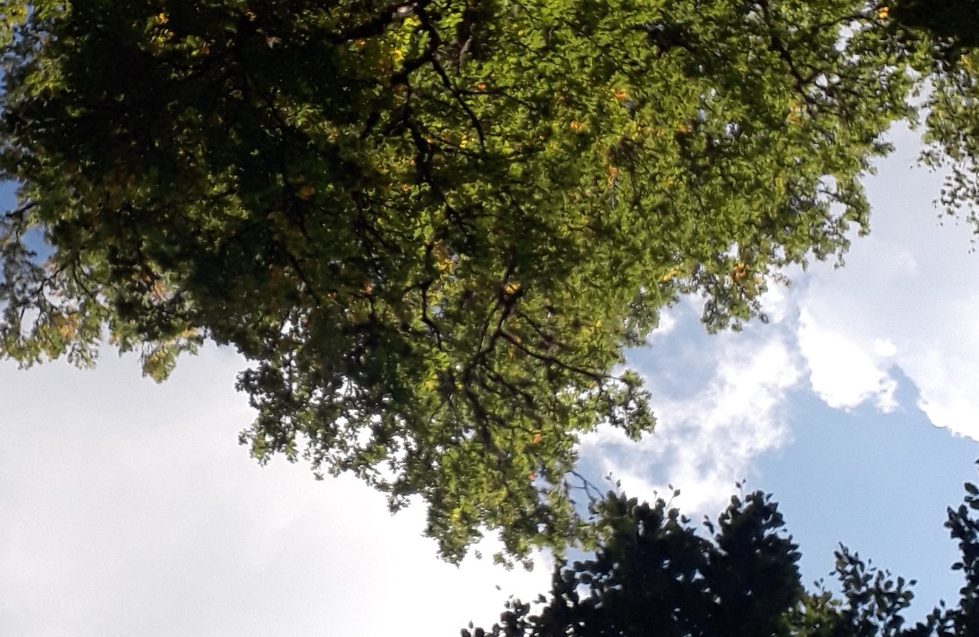 La foresta raccontata a Frattasecca