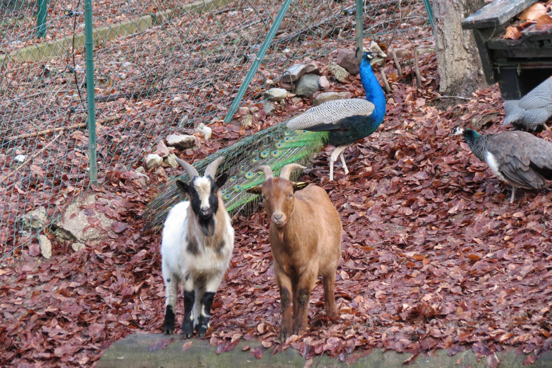 Belpark cerca personale