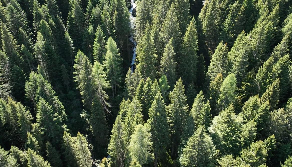 La campagna “3 miliardi di alberi in più entro il 2030” anche in Trentino