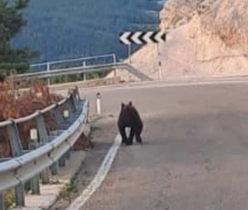 Orsi, il Comitato Insieme per Andrea Papi denuncia