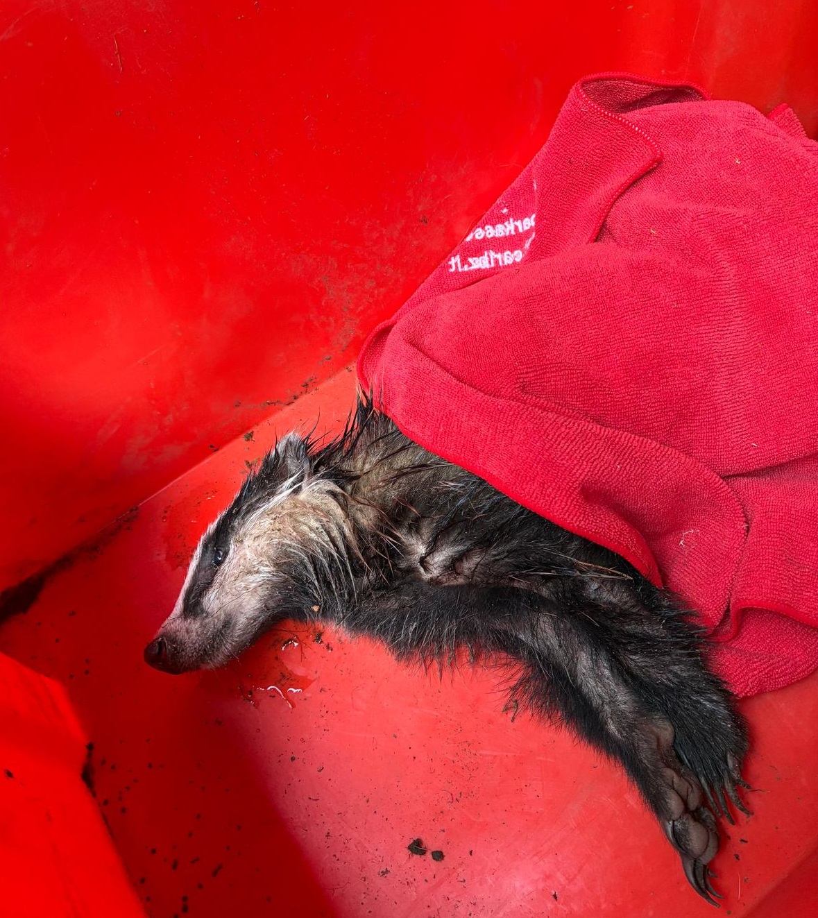 Salvato un cucciolo di tasso