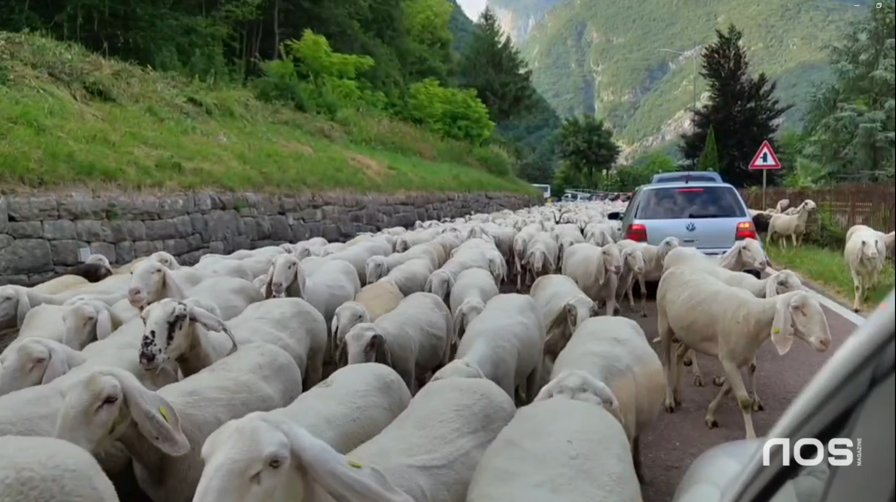 Un'invasione belante ‘blocca’ la Rocchetta