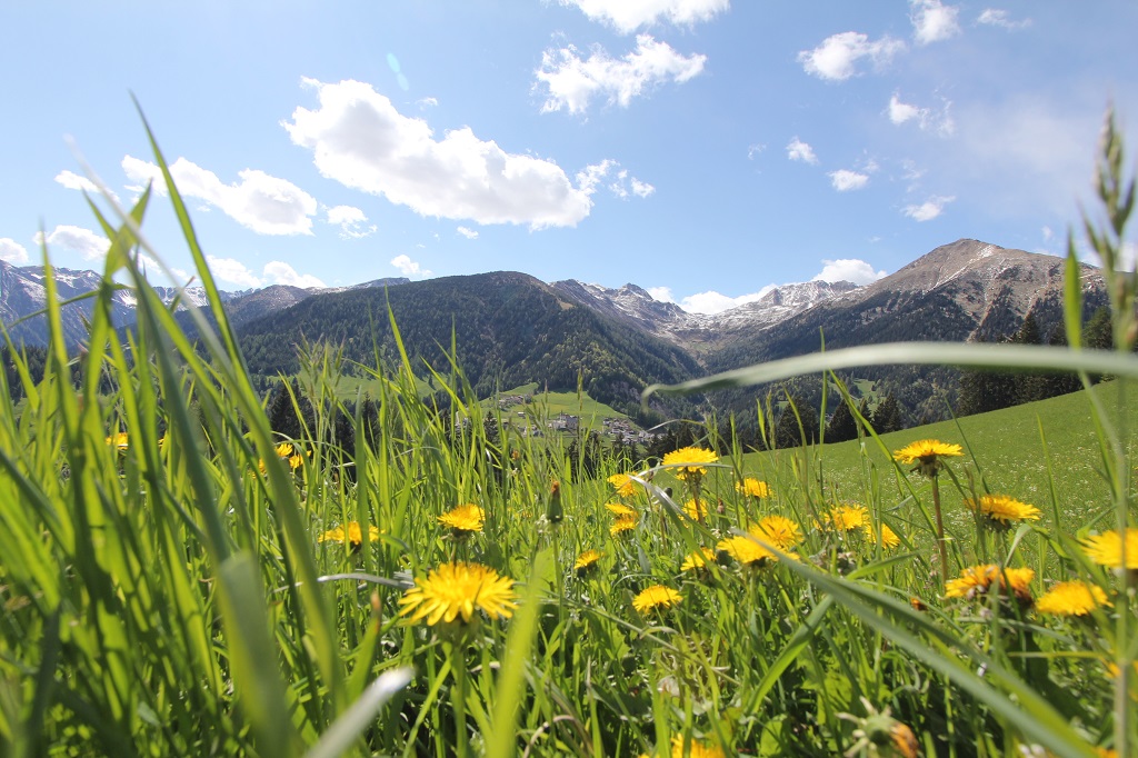 Settimane del dente di leone in Alta Val di Non