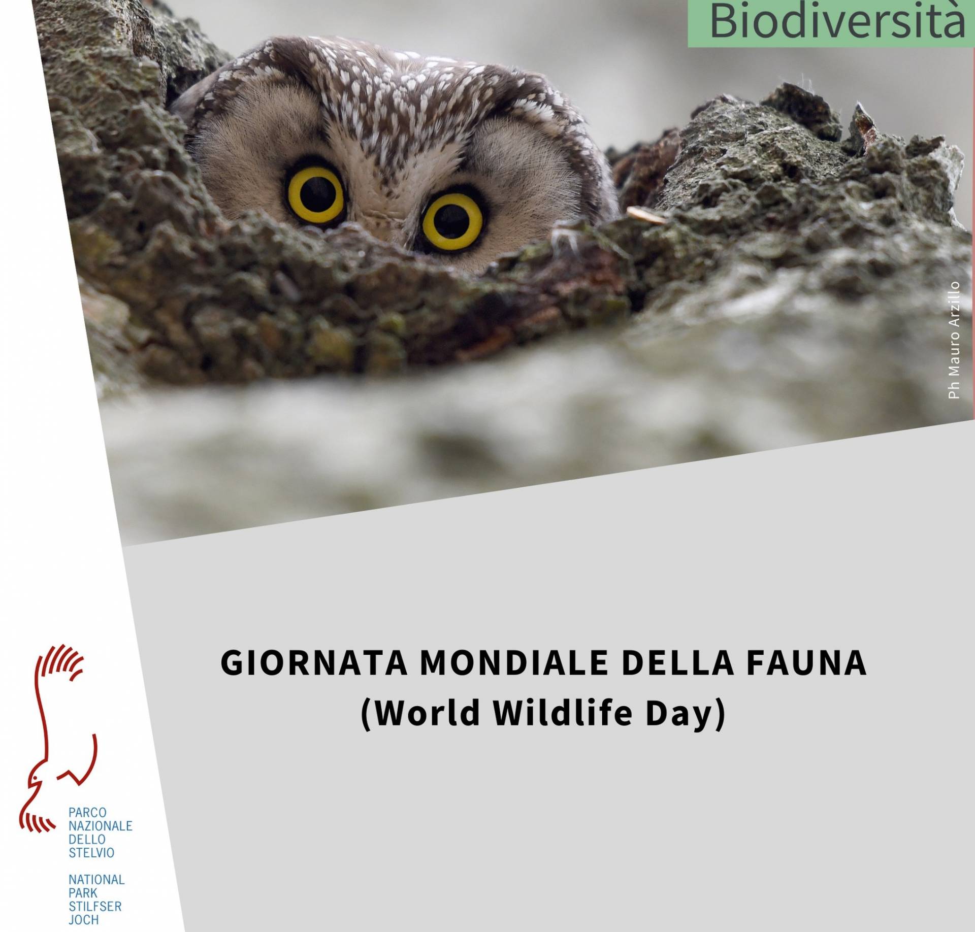 Il 3 marzo è il World Wildlife Day
