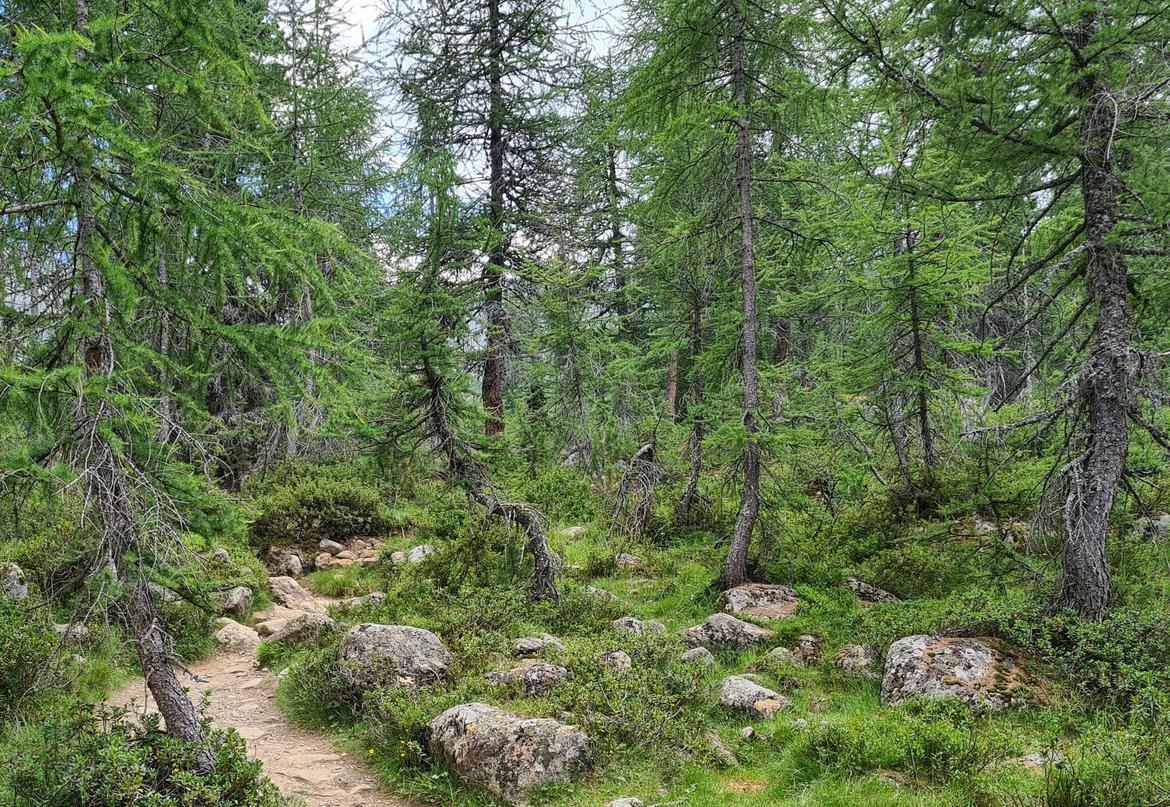 Grandi carnivori, formazione e sicurezza per i custodi forestali