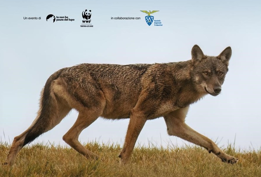 Grandi carnivori, una serata per conoscere i dati