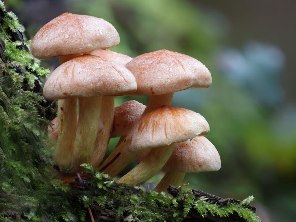 Un viaggio nel mondo dei funghi