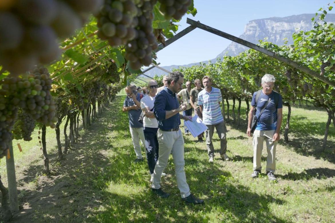 Viticoltura biologica, focus su rame, problematiche e prospettive