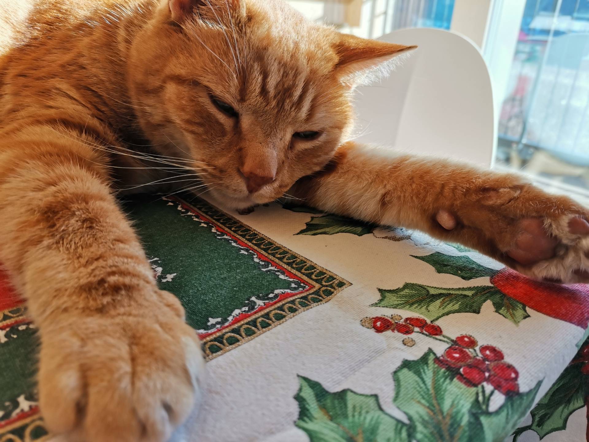 Oggi 17 febbraio si celebra il gatto