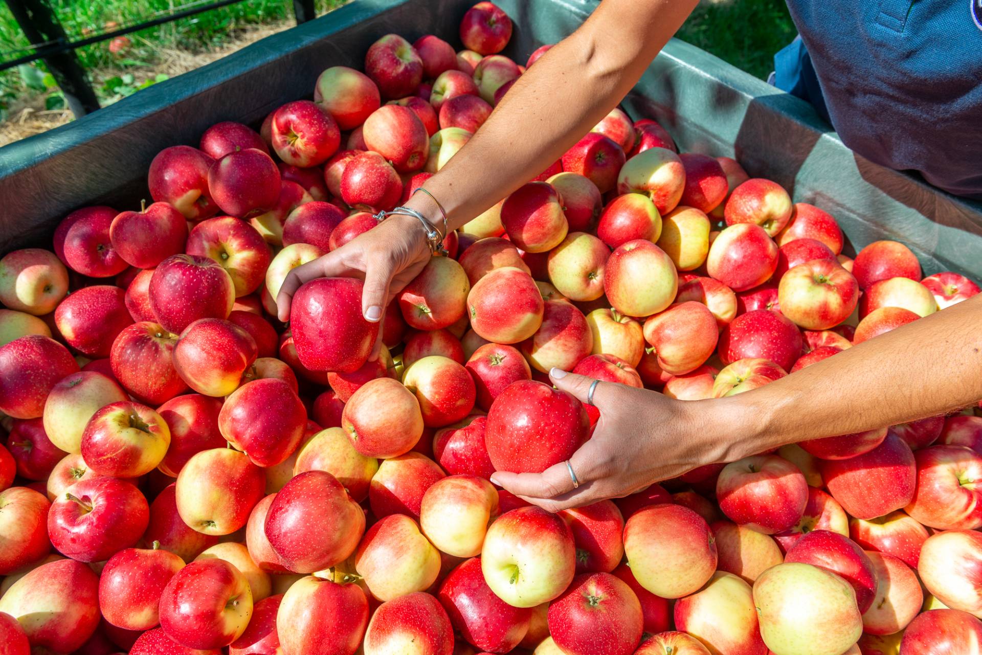 Melinda, il fattore climatico “gela” il bilancio 