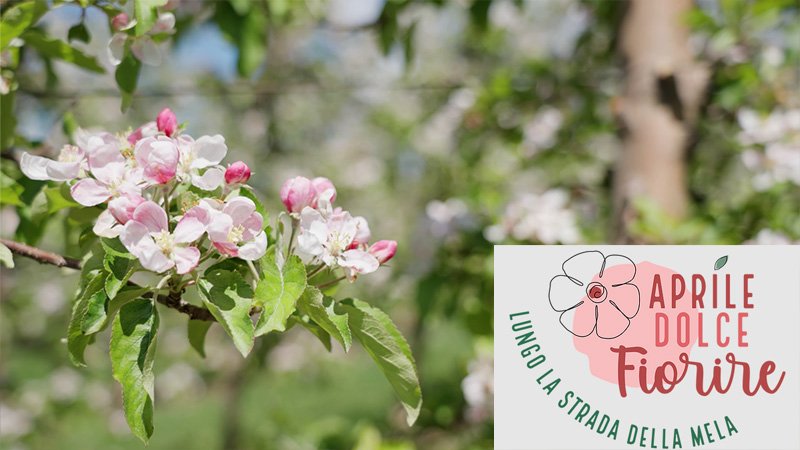 Aprile dolce fiorire - Lungo la strada della mela
