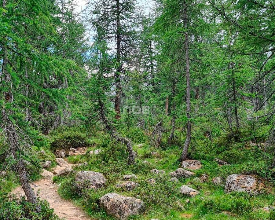 Grandi carnivori, formazione e sicurezza per i custodi forestali