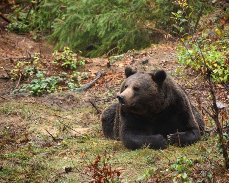 Archiviata l’indagine sulla morte dell’orsa F32