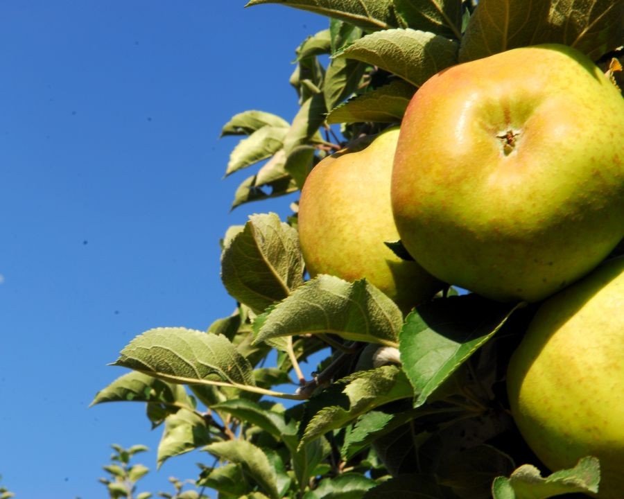 La Renetta di Melinda sostiene la ricerca oncologica con Fondazione AIRC