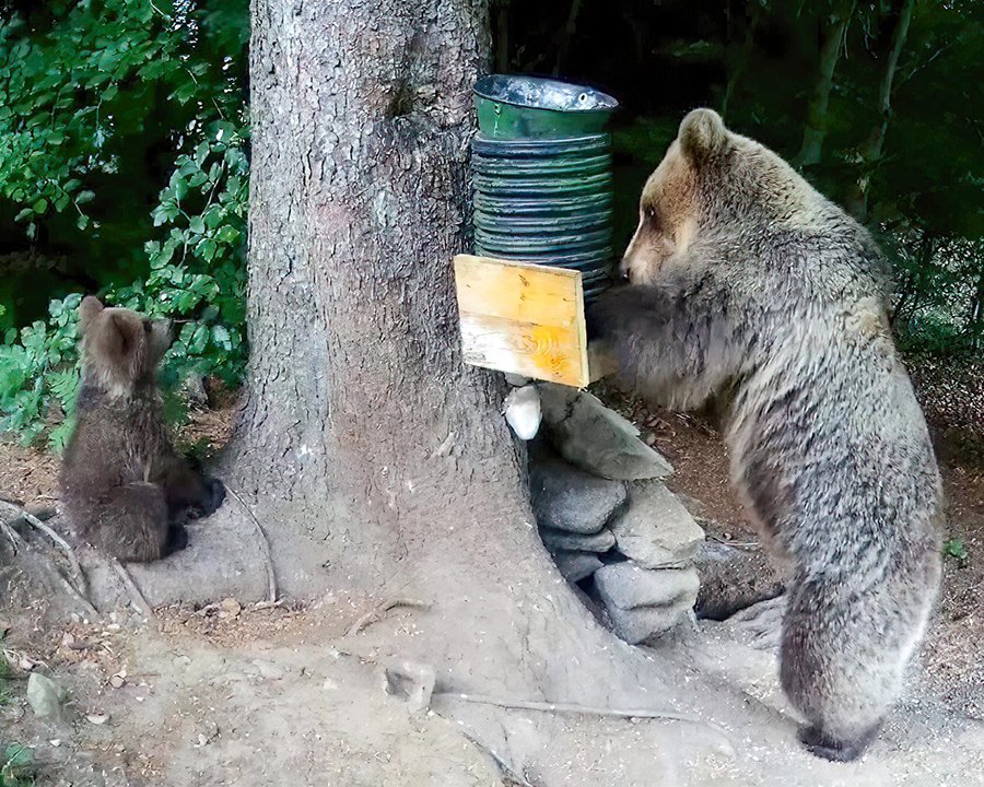 Attacco alla natura del Trentino
