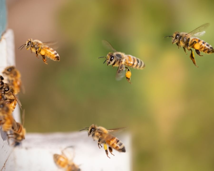 Apicoltori, 278mila euro per valorizzare il miele