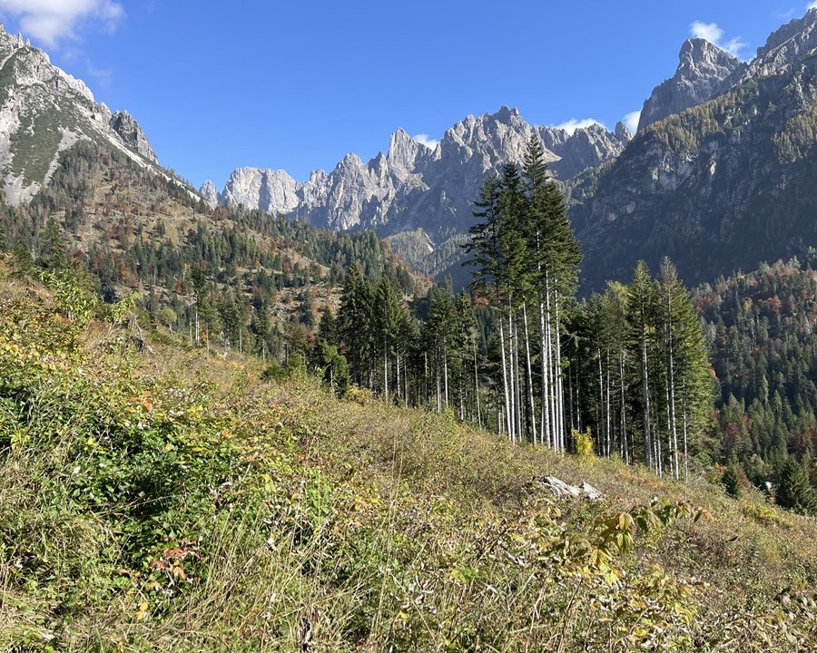 Oltre la foresta abbattuta