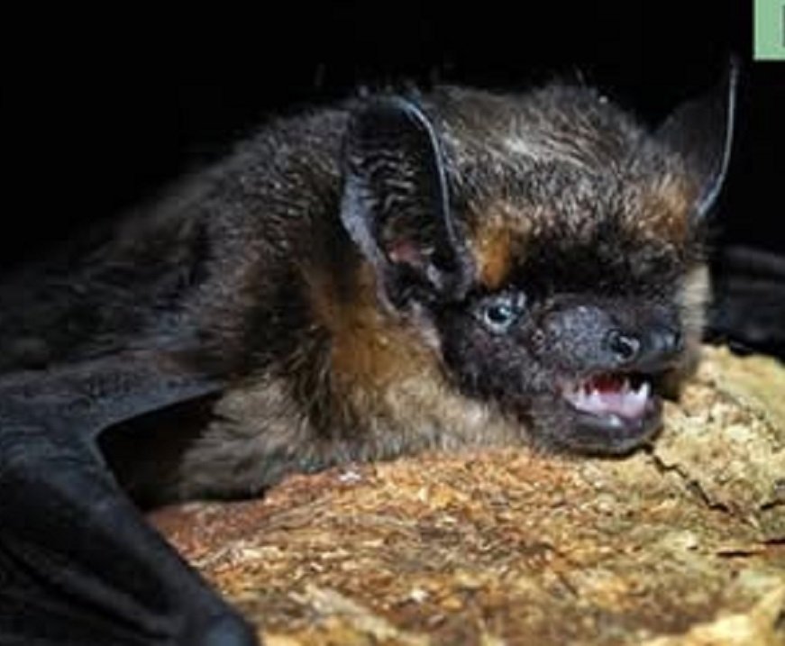 Il Parco studia i pipistrelli