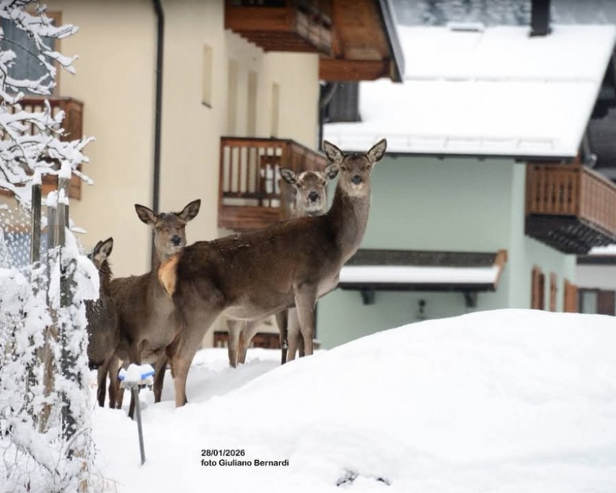 Nevica troppo, anche per i cervi