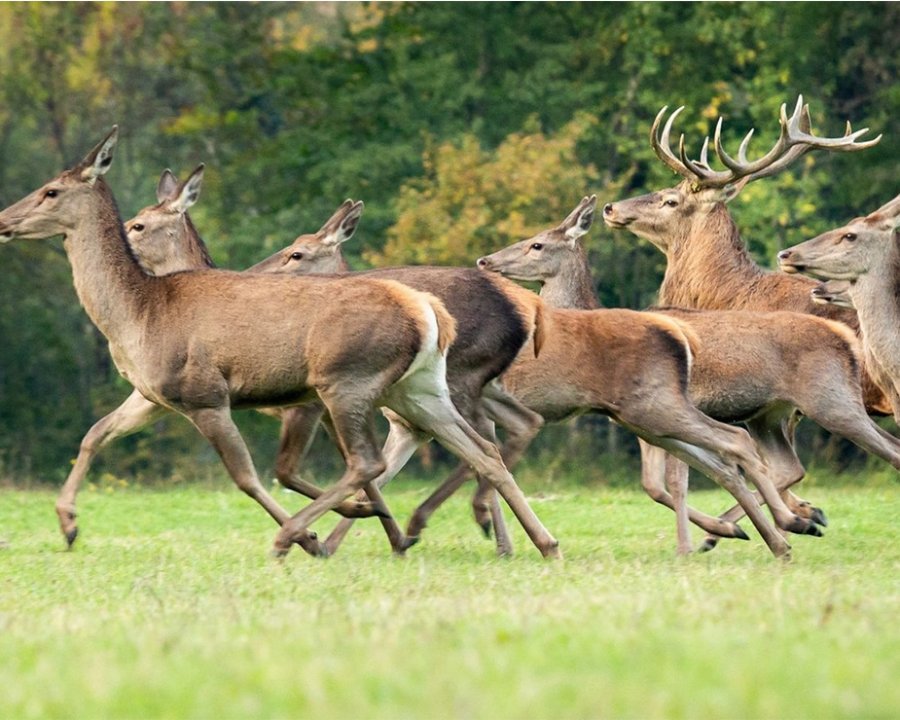 Foraggiamento degli ungulati, Lav chiede un incontro all’assessore Failoni