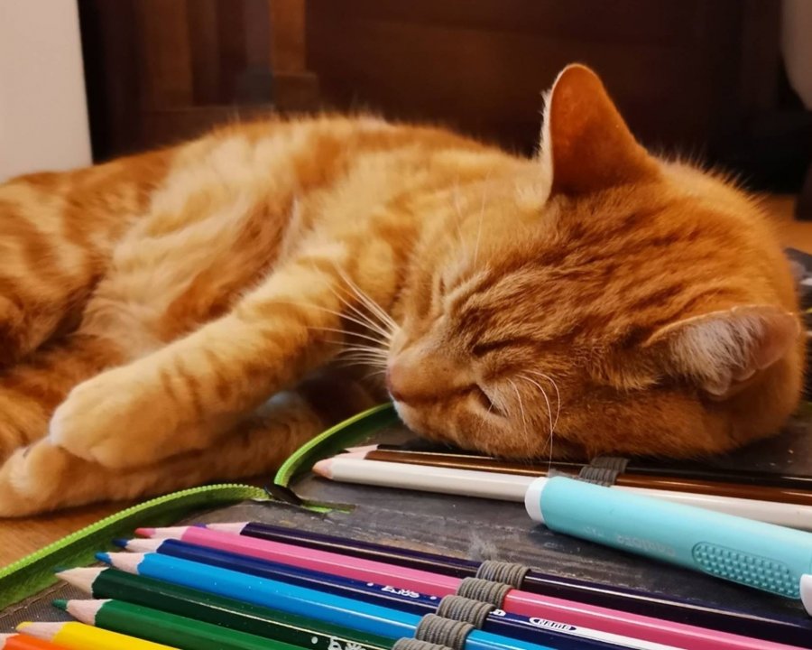 17 febbraio, la Giornata Nazionale del Gatto