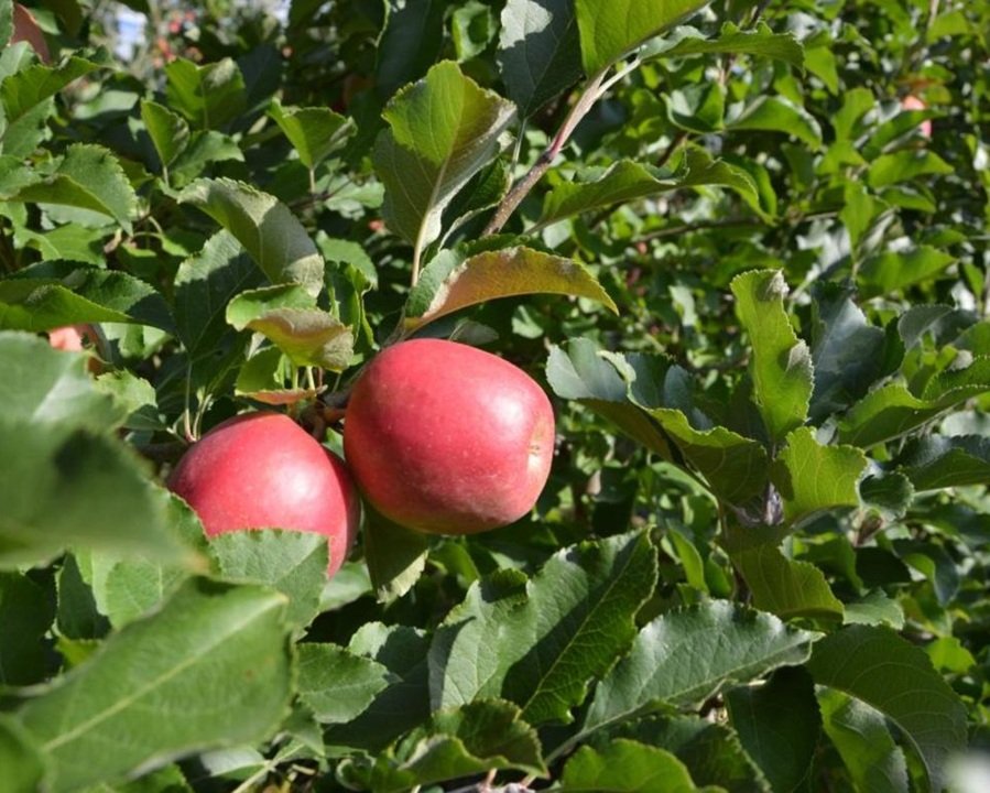 Frutticoltura e piccoli frutti, prosegue il calendario delle giornate tecniche invernali
