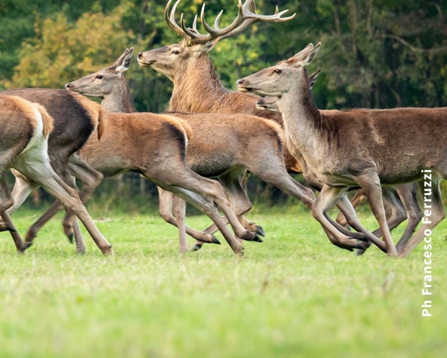 Cervi nel Parco Stelvio, controlli quasi conclusi