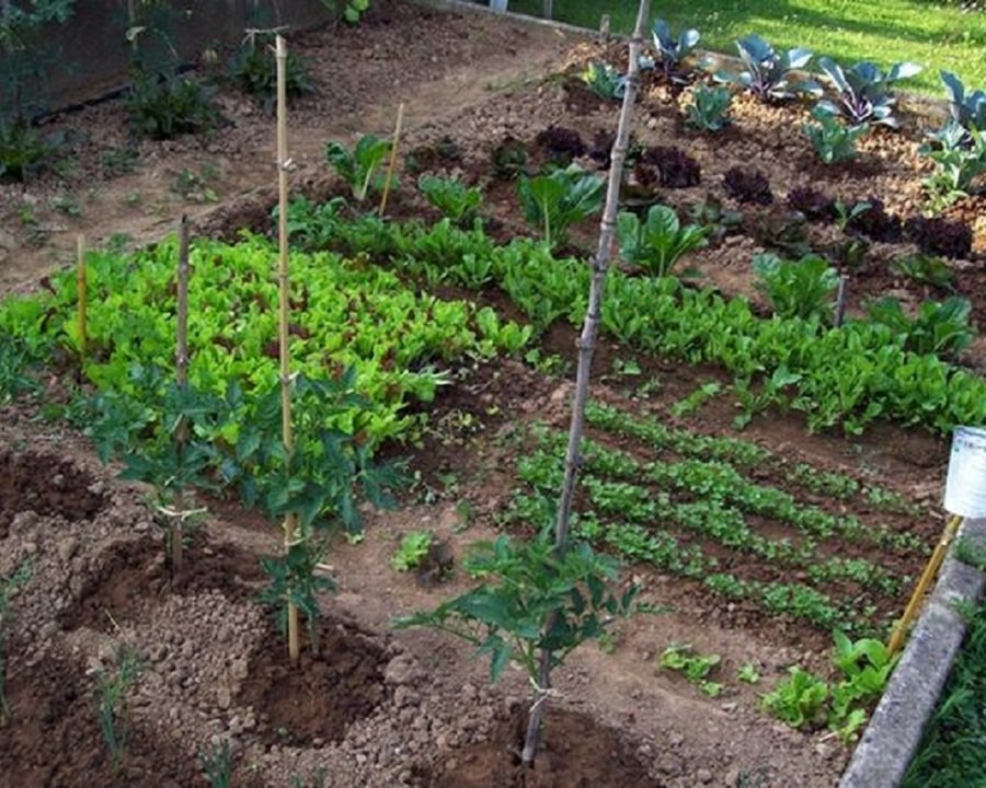 Orti comunali a Denno