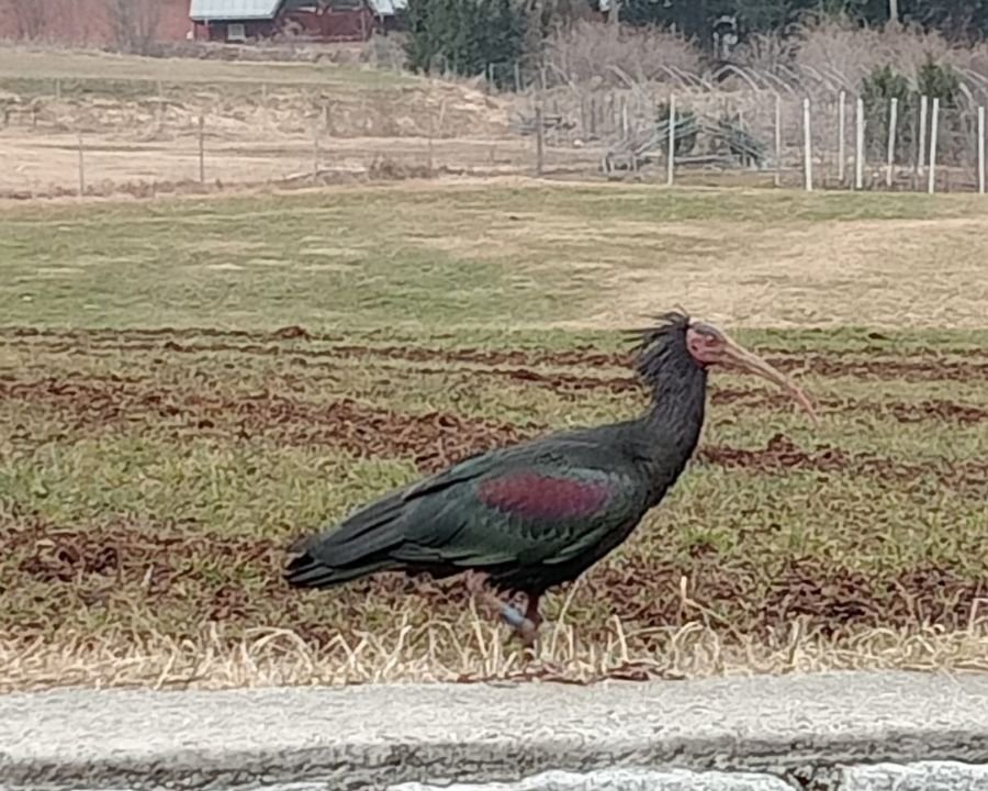 Avvistato un raro esemplare di Ibis eremita
