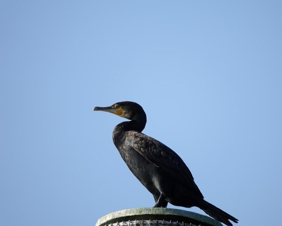  Corso per l’abilitazione al controllo del cormorano: iscrizioni aperte fino al 30 aprile 2026